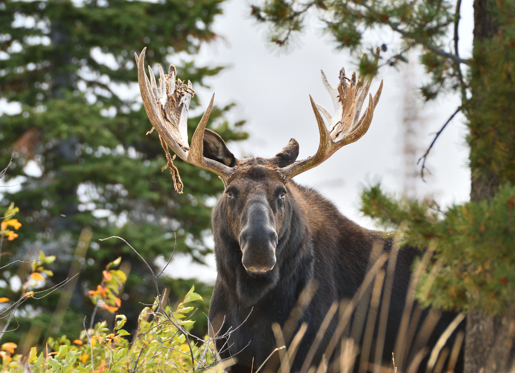 Ungulates